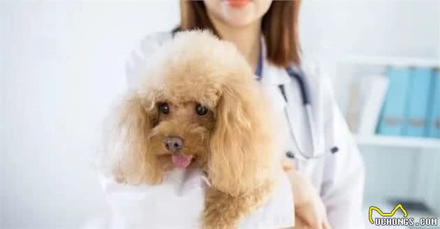 跟宠物狗一起睡觉？这些坏处你知道多少？