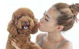 泰迪犬这6个坏毛病很多都是“惯”出来的，不信你自己看