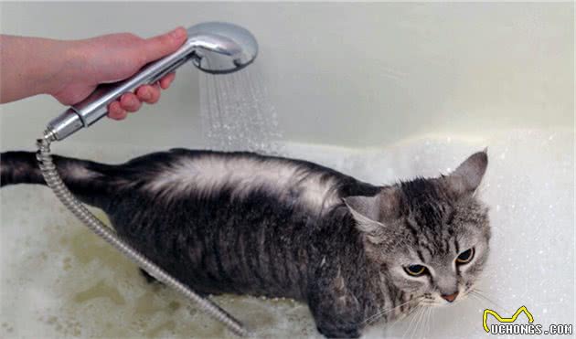 饲养狸花猫时，六大禁忌不能犯