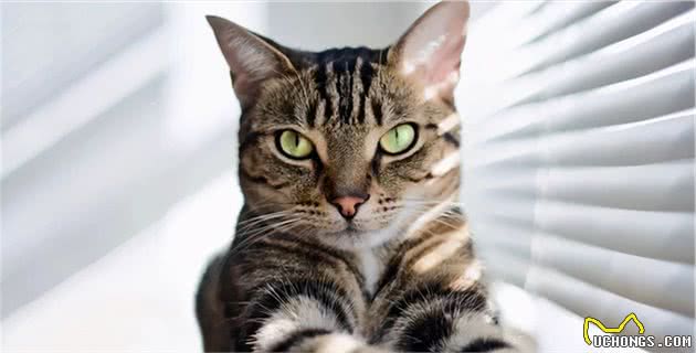 饲养狸花猫时，六大禁忌不能犯