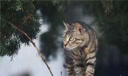 饲养狸花猫时，六大禁忌不能犯