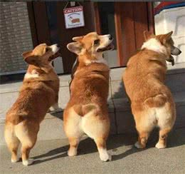 狗狗喜欢互闻屁屁，不要觉得很“污”，了解原因后你就明白了