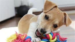 戈赞：狗狗口臭原来是这几个原因别再怪狗粮不好了