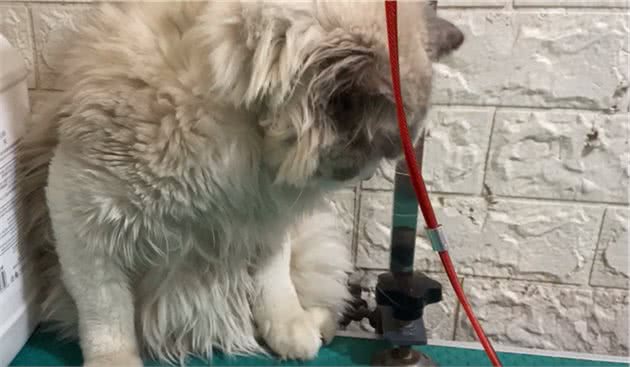 朋友的媳妇不喜欢猫咪，用铁链将布偶猫锁住：不爱也请别伤害