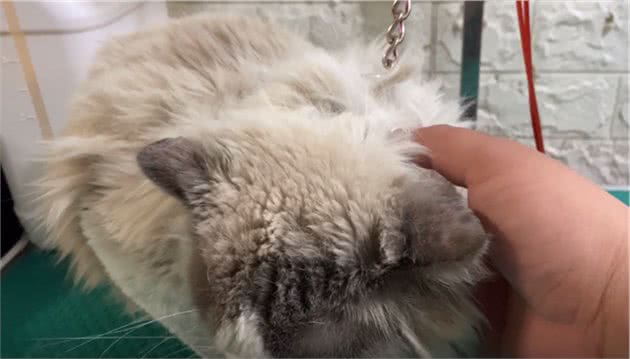 朋友的媳妇不喜欢猫咪，用铁链将布偶猫锁住：不爱也请别伤害