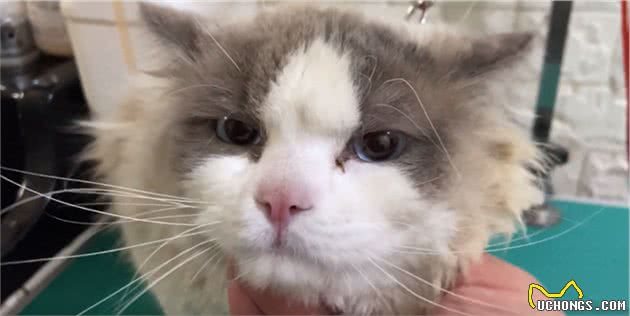 朋友的媳妇不喜欢猫咪，用铁链将布偶猫锁住：不爱也请别伤害