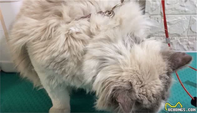朋友的媳妇不喜欢猫咪，用铁链将布偶猫锁住：不爱也请别伤害