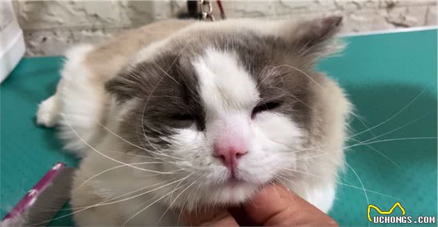 朋友的媳妇不喜欢猫咪，用铁链将布偶猫锁住：不爱也请别伤害