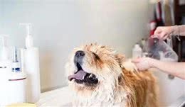 打算在夏天给狗狗洗澡降温？这些事情真的要注意