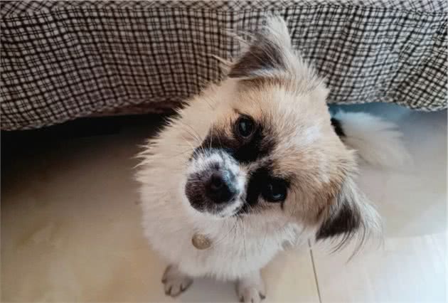 给狗狗洗澡需要注意哪些？
