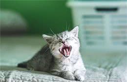 宠物牙齿如何清洁？七个简单易行的方法