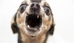 小型犬遇见大型犬，前者敢凶后者认怂，这其中是什么原因？