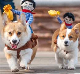 冬天要到了快来给你们的狗狗添置新衣服吧