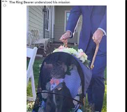 猫咪出席主人的婚礼，还当了一名小花童，表情怎么有点不屑呢？