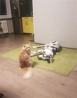 猫狗双全不稀罕，但如果猫和狗都是特大号的尺寸呢？