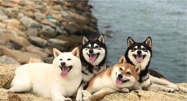 AKC第7组：非运动犬组代表犬种：柴犬、英斗、法斗