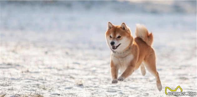 AKC第7组：非运动犬组代表犬种：柴犬、英斗、法斗