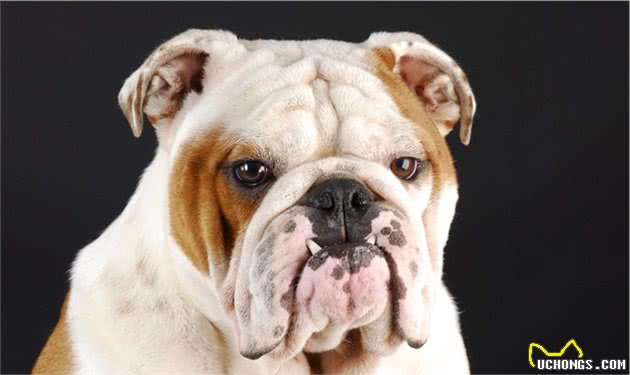 AKC第7组：非运动犬组代表犬种：柴犬、英斗、法斗