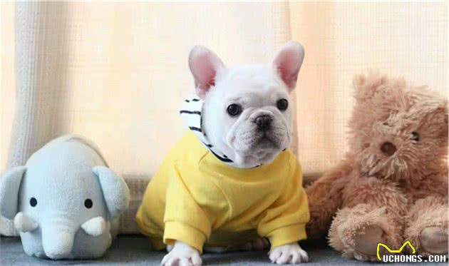 AKC第7组：非运动犬组代表犬种：柴犬、英斗、法斗