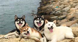 AKC第7组：非运动犬组代表犬种：柴犬、英斗、法斗
