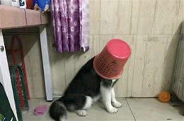 再别打“翻垃圾桶”的狗子了，这样做只会让它，变本加厉