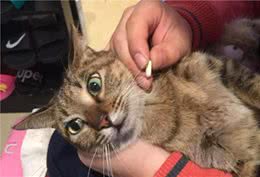 猫咪不爱吃药片，这里有妙招