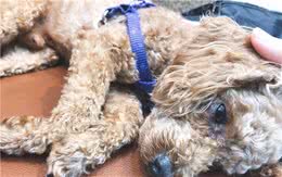 贵宾犬对这些事很“恐惧”，宠主不要对它做，不然会很“伤心”