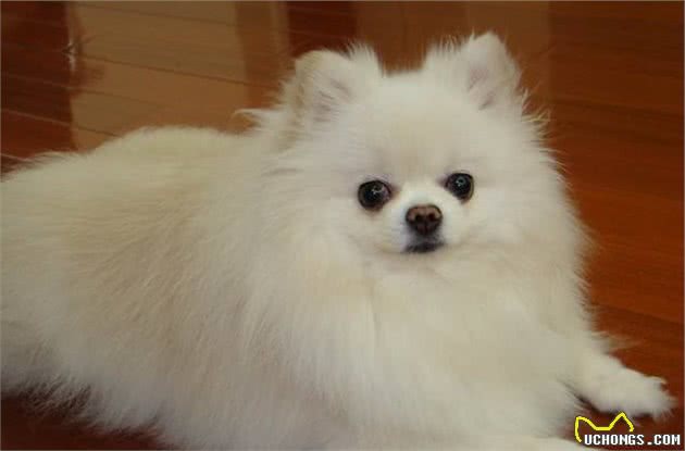这5种小型犬有着较强的攻击性，家里有小孩的，那就要小心为妙了