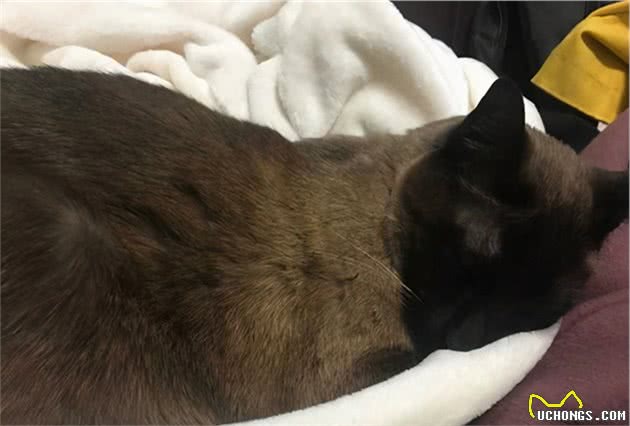 养暹罗猫，有什么事情需要特别注意吗？