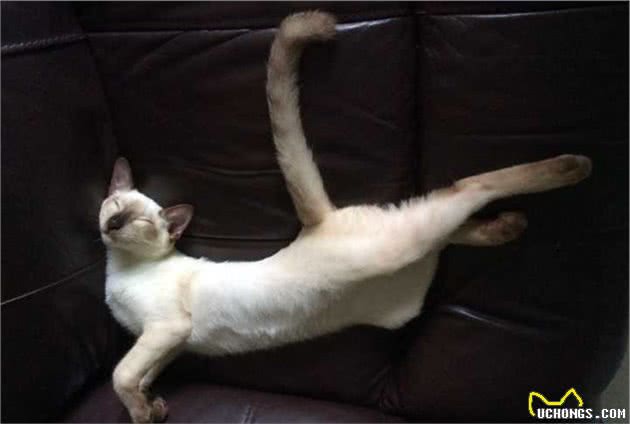 养暹罗猫，有什么事情需要特别注意吗？