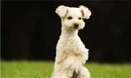 简单一招让狗狗学会执行“站立”的命令