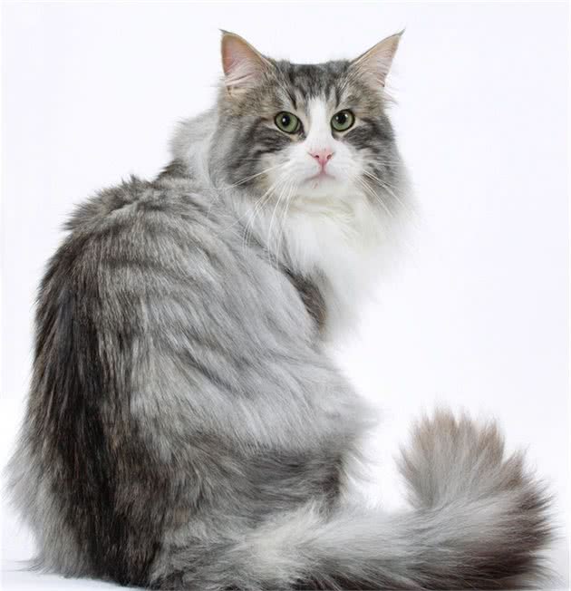 比狗还大？盘点10种体型最大的家猫