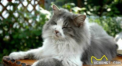 比狗还大？盘点10种体型最大的家猫