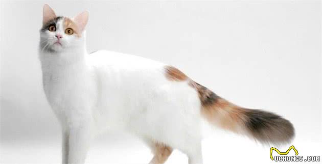 比狗还大？盘点10种体型最大的家猫