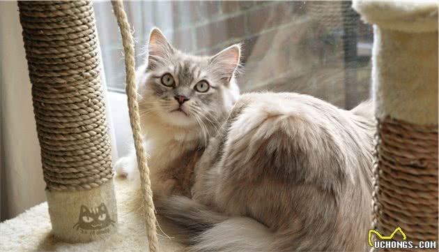 比狗还大？盘点10种体型最大的家猫
