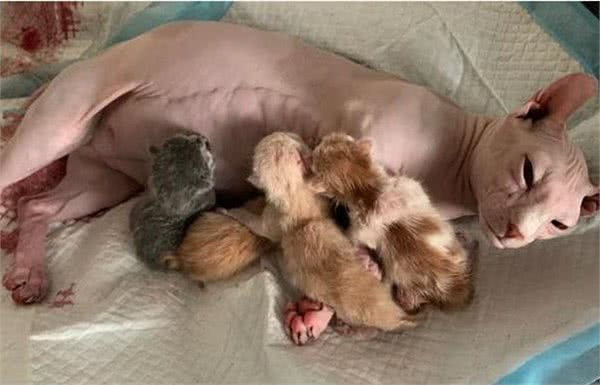 无毛猫生下一窝幼崽，主人看了后不高兴了：这下可亏大了呀