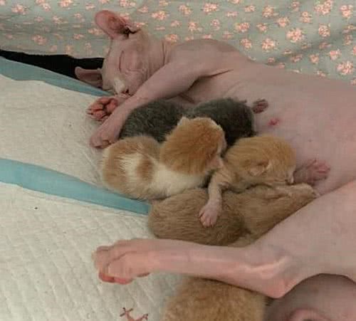 无毛猫生下一窝幼崽，主人看了后不高兴了：这下可亏大了呀