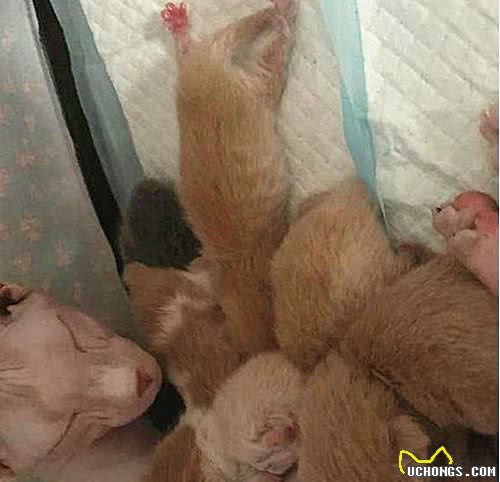 无毛猫生下一窝幼崽，主人看了后不高兴了：这下可亏大了呀