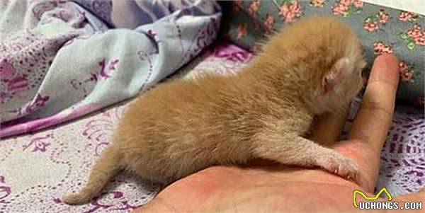 无毛猫生下一窝幼崽，主人看了后不高兴了：这下可亏大了呀