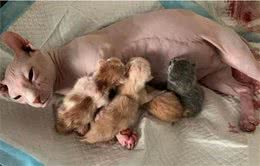 无毛猫生下一窝幼崽，主人看了后不高兴了：这下可亏大了呀