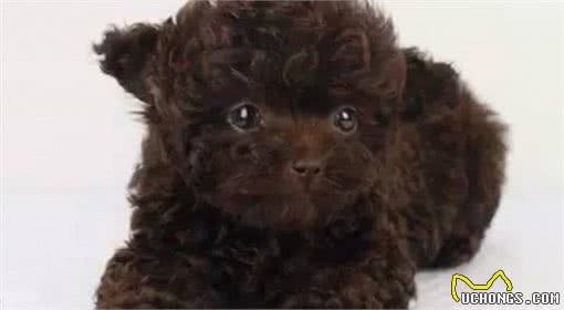 这7种颜色的贵宾犬，你最喜欢哪种？