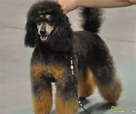 这7种颜色的贵宾犬，你最喜欢哪种？