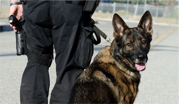 八一建军节，我们来说说特殊军人-警犬的诞生历史
