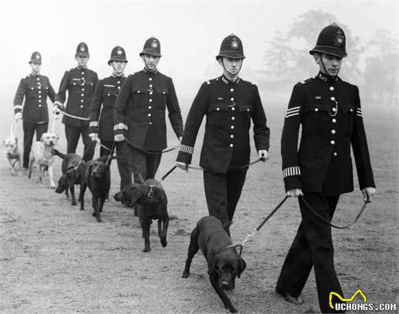 八一建军节，我们来说说特殊军人-警犬的诞生历史