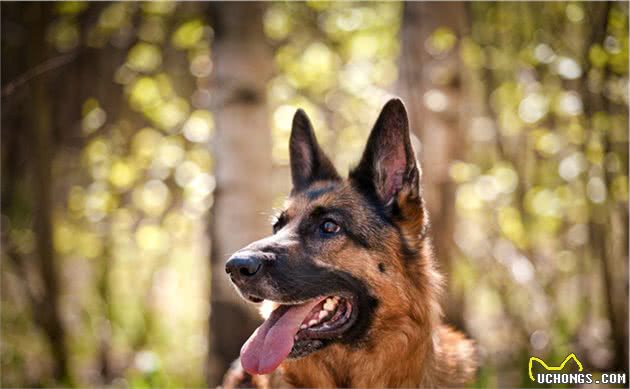 八一建军节，我们来说说特殊军人-警犬的诞生历史