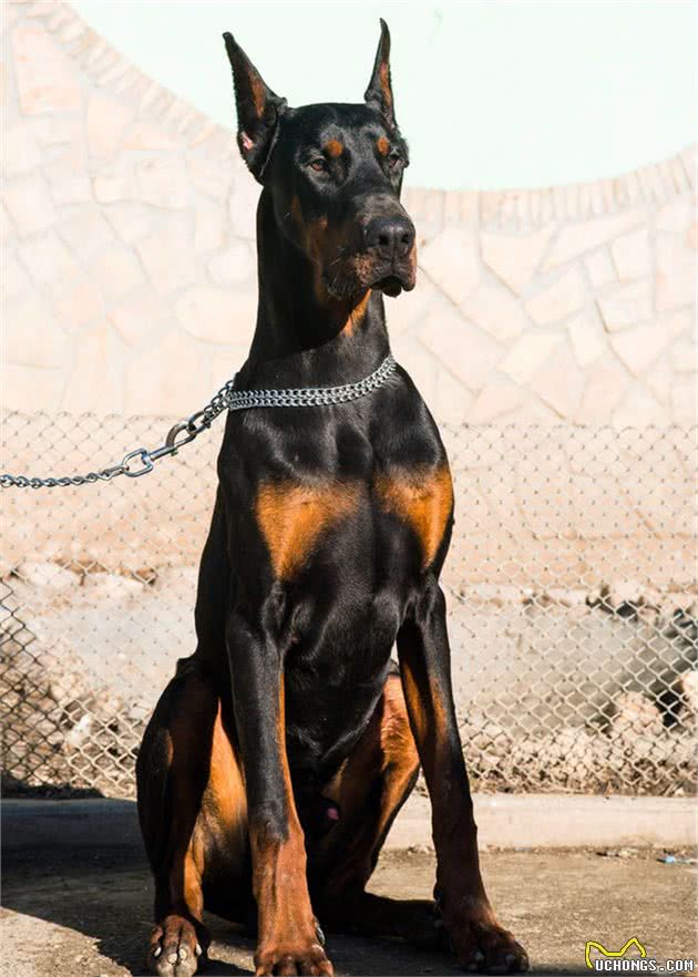 八一建军节，我们来说说特殊军人-警犬的诞生历史