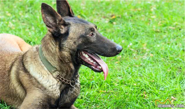 八一建军节，我们来说说特殊军人-警犬的诞生历史