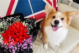 犬、猫常见皮肤疾病（下）