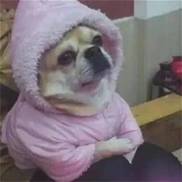寒冷冬季，要不要给狗狗穿衣服？狗狗的耐寒级别划分