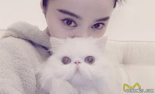 原以为养波斯猫很简单，但养了之后发现，这5件事真让人费心